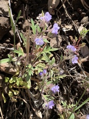 Phacelia breweri