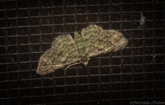 Chloroclystis mniochroa