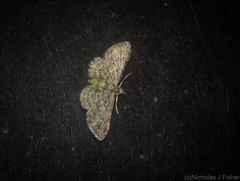 Chloroclystis mniochroa