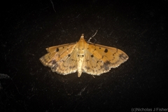 Herpetogramma cynaralis