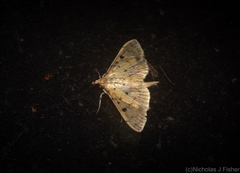 Herpetogramma cynaralis
