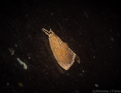 Crocidolomia suffusalis