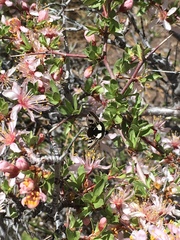 Heliothis belladonna