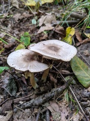 Agaricus leptocaulis
