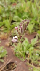 Silene gallica gallica