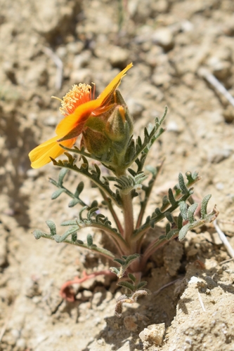 Image of Mentzelia pectinata by (c) Gail A Baker, some rights reserved (CC BY)