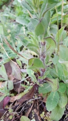 Silene gallica gallica
