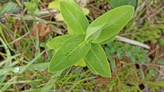Hypericum foliosum