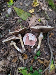 Agaricus leptocaulis