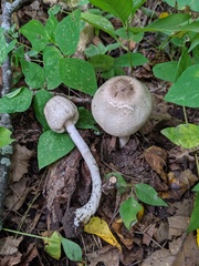 Agaricus leptocaulis