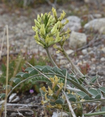 Astragalus lentiginosus nigricalycis