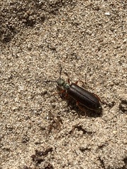 Lytta aenea