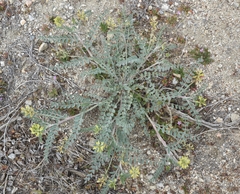Astragalus lentiginosus nigricalycis