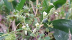 Cerastium ligusticum
