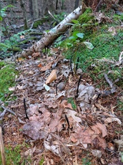 Geoglossum difforme