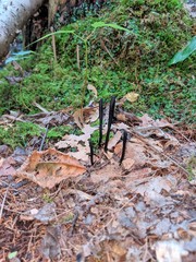 Geoglossum difforme
