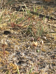 Spergula morisonii