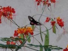 Parides anchises nephalion