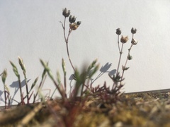 Spergula morisonii
