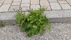 Sixalix atropurpurea