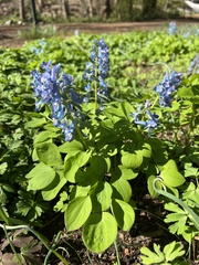 Corydalis fumariifolia azurea