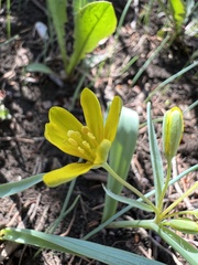 Gagea lutea