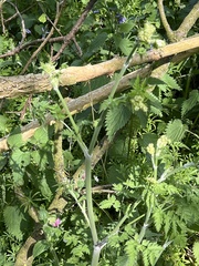 Anthriscus sylvestris