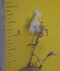 Stylocline micropoides