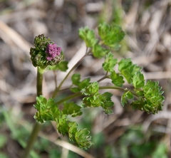 Meadow Rue (Thalictrum minus)