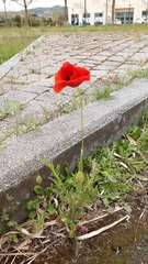 Papaver rhoeas