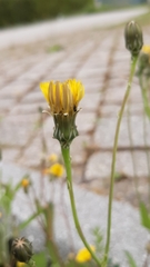 Reichardia picroides