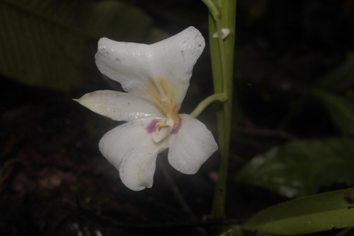 Miltoniopsis roezlii, photograph 1