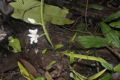 Miltoniopsis roezlii