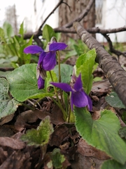 Viola odorata