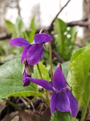 Viola odorata