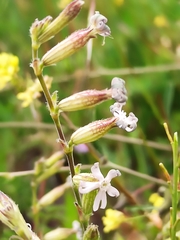 Silene nocturna