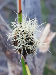 Mesomelaena pseudostygia