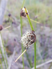 Mesomelaena pseudostygia