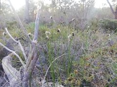 Mesomelaena pseudostygia