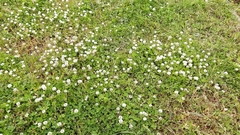 Trifolium nigrescens nigrescens