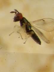 Closterocerus chamaeleon