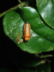Abscondita terminalis