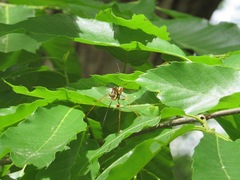 Megarhyssa greenei