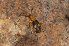 Crepidogaster