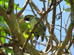 Cinnyris bifasciatus