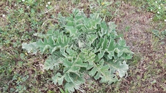 Verbascum sinuatum