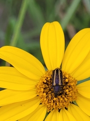 Astylus vittaticollis