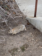 Sylvilagus