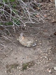 Sylvilagus