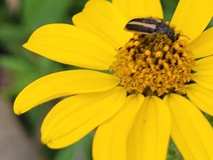 Astylus vittaticollis